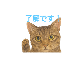 Kijitora Cat Stamp