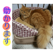 cat   sepeech  2