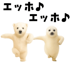 seal and polar bear ehoeho