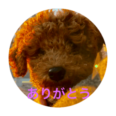 Kotapu