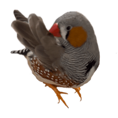 キンカチョウのちょんち4