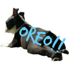 Oreo's stamp