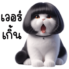 A black and white cat with bob hair