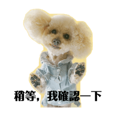 奶油貴賓是我的家人㈩㈨