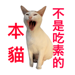 牛仔六六的生活日常