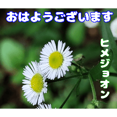夏の盛りのお花で、日々のご挨拶を