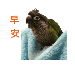 綠頰小太陽鸚鵡(多多)