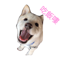 cute dog2018