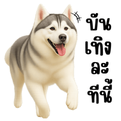 ไซบี้ ตัวตึง