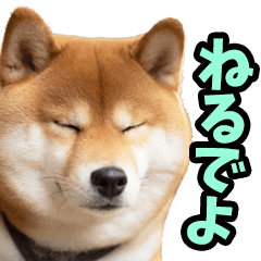 名古屋弁☆柴犬