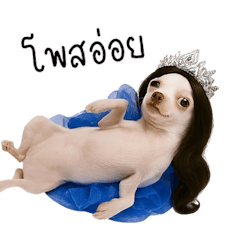 Miss Chihuahua is awesome