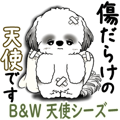 B&W Shih tzu 2025 ( Angel-chan)