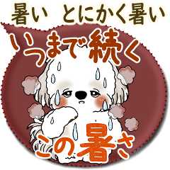 Shih tzu  (Specializing in hot weather)