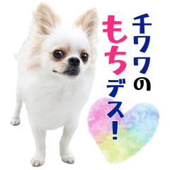 チワワのもちデス！ 実写 家族で毎日使える