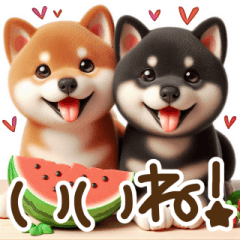 Summer Shiba Inu Brothers