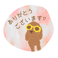サングラスのトイプードル言葉