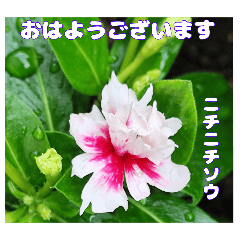 夏の山野草のお花で、日々のご挨拶