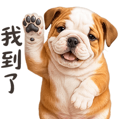 英國鬥牛犬的生活日常