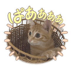 Brown tabby cat Chii