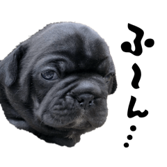 El Capitan_20250712111657