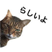 A cat is talking