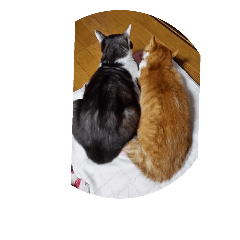angela's family cats