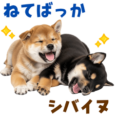 20250712goodnight dog