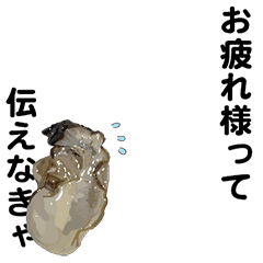 oyster100
