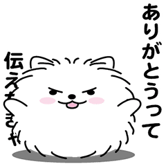 Handsome Pomeranian1