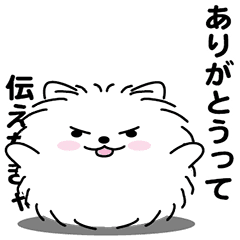 Handsome Pomeranian1