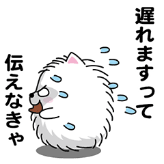 Handsome Pomeranian2