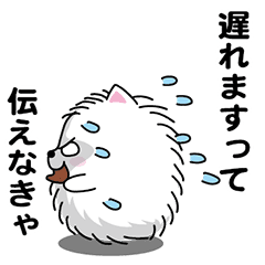 Handsome Pomeranian2