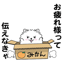 Handsome Pomeranian3