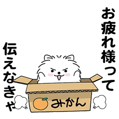 Handsome Pomeranian3