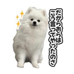 ポメラニアンさいもん①
