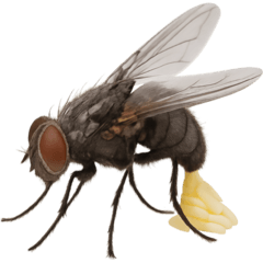 Various common insects