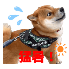 FanFan_20250713161454