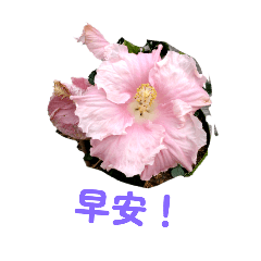 花朵問候法 say hello by flowers