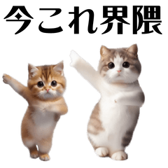imakore Cats