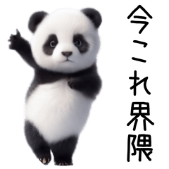 imakore Panda