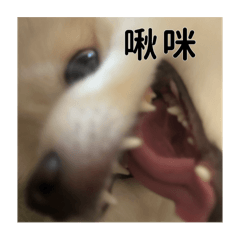 必ㄘㄟ博美