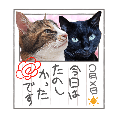 うちのキジトラ＆三毛猫♪②