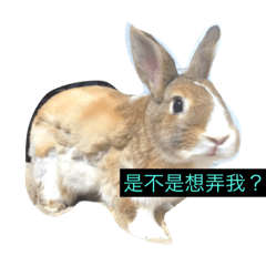 tome bunny
