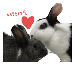 two lovely rabbits