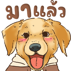 A mischievous little puppy