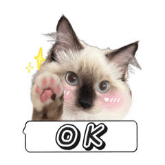 布偶貓的日常-布布#2