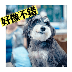 小田-不辣（紫薇在抖樹）