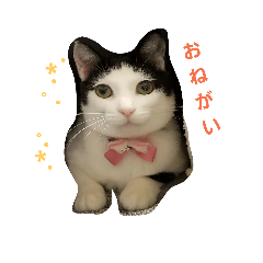 wig cat daily