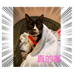 我家咪咪日常生活