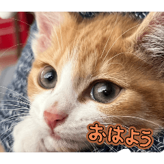 choco_20250714165111